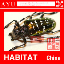 Liyan Dxing Tianxiu Insect Crafts Material Museum Collection Beetle Color Art Design Photography