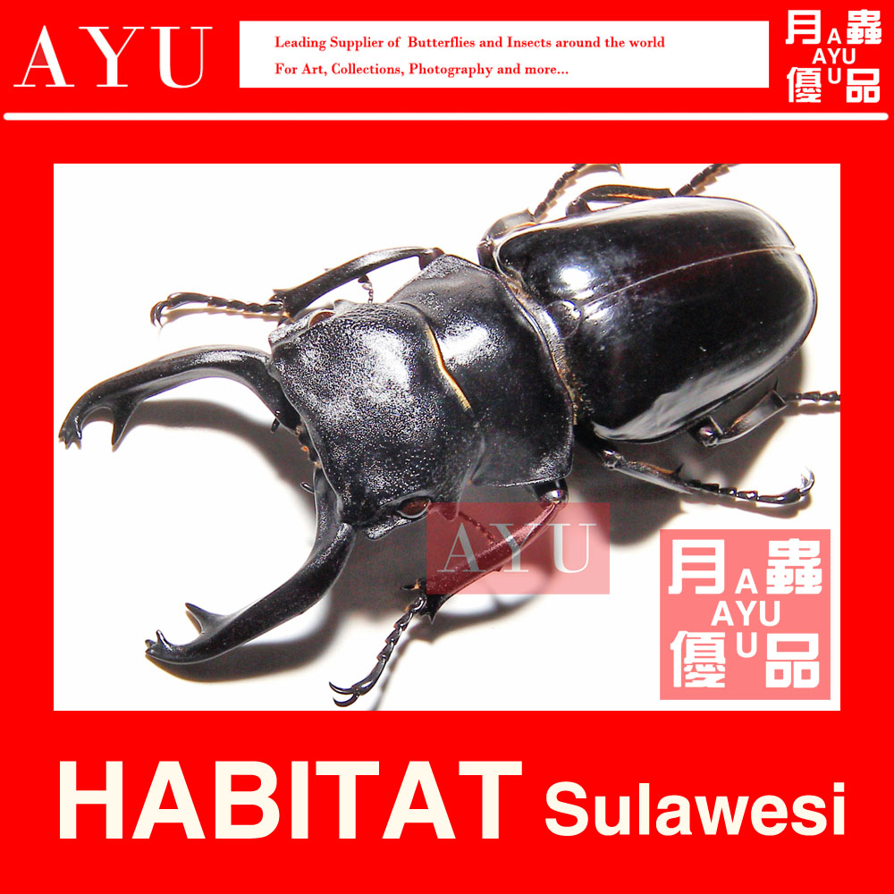 Stevens ghost spade insect insect craft gift decoration materials Spade beetle art design Moon worm excellent products