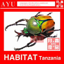 Yutaria hornflower turtle insect crafts material collection beetle color design moon insect excellent product