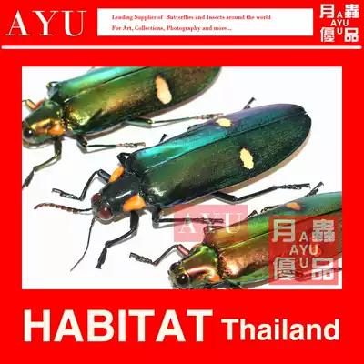 Zuguang Shuo Ji Ding Insect Craft Gift Decoration Material Museum Collection Beetle Color Art Design Moon Insect Excellent Product