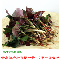 Houttuynia cordata fresh leaf root leaves Yunnan specialty fresh vegetable leaf root leaf tender leaf cold salad 2kg
