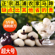  (Now digging oversized)Guangxi specialty Lipu horseshoe fresh water chestnuts sweet crispy slag-free and juicy 5 kg oversized