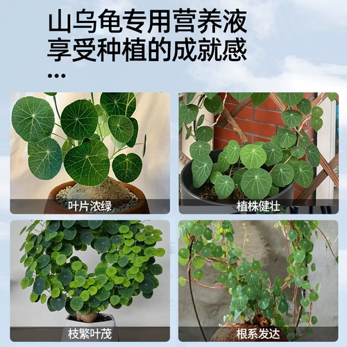 Удобрение для горных черепах, специальное удобрение, питательный раствор, обработка комнатных растений, листья, сухие и гнилые цветы, универсальное удобрение