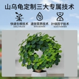 Удобрение для горных черепах, специальное удобрение, питательный раствор, обработка комнатных растений, листья, сухие и гнилые цветы, универсальное удобрение