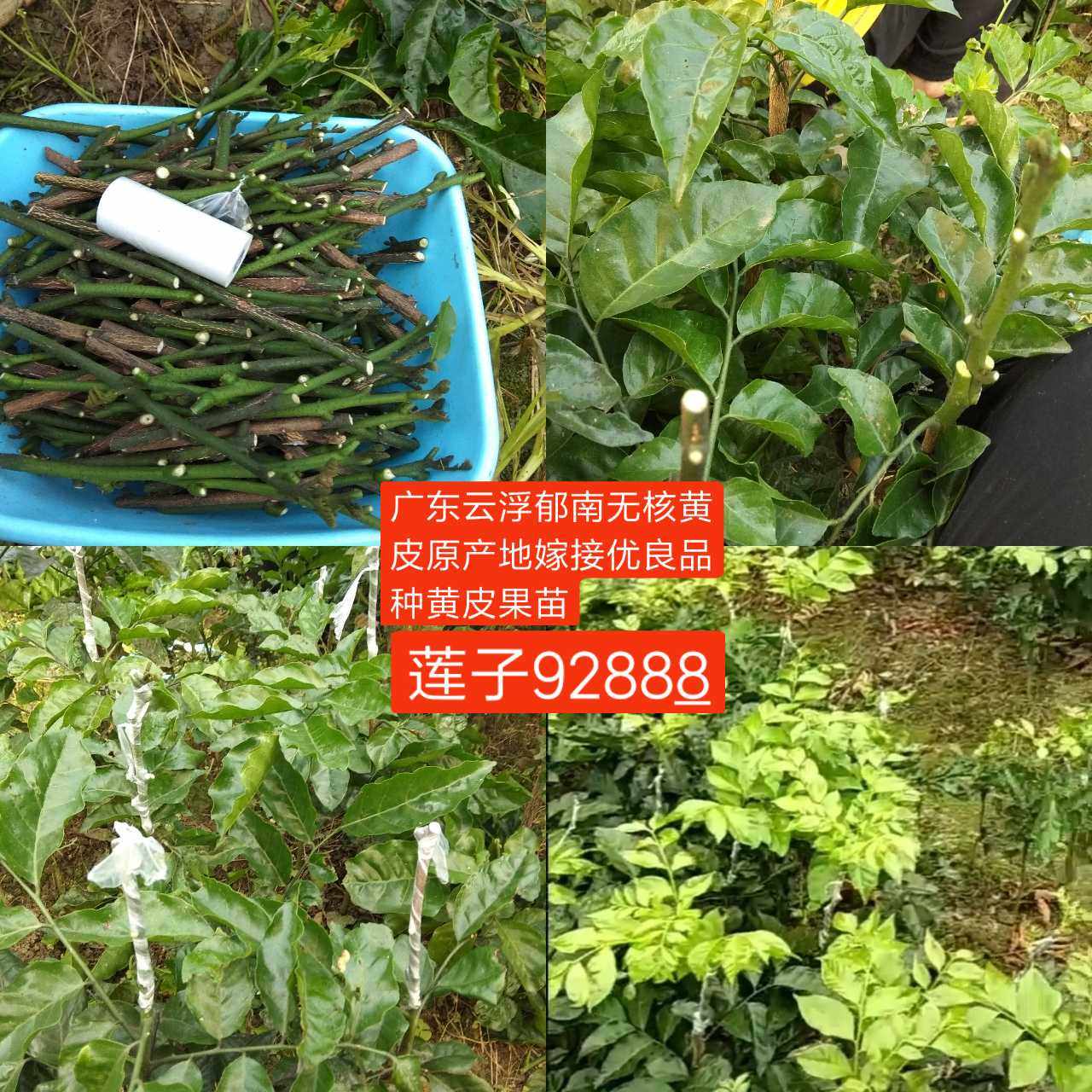 2-15年云浮郁南无核黄皮树，大鸡心冰糖苗嫁接果树当年挂果的秘密！