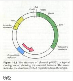 携带红色荧光蛋白基因 DsRed 质粒 pCDNA3.1-DsRed-monomer