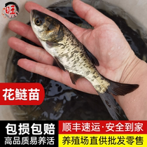 Silver carp fry bighead fish fry fat-headed fish fry male fish fry black silver carp and bighead carp four major fish live cultured freshwater fish fry
