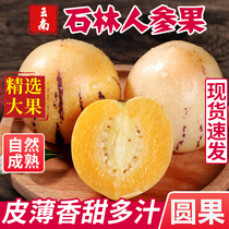 Yunnan Stone Forest Ginseng Fruit Round Fruit Yellow Heart Big Fruit Season Fresh Fruit Pregnant Women People Three Fruits Whole Box 10