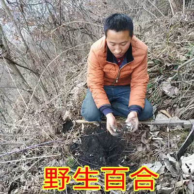 Wild Lily dry goods non-Lily dry super wild Lanzhou Lily powder Lily 500g raw Lily