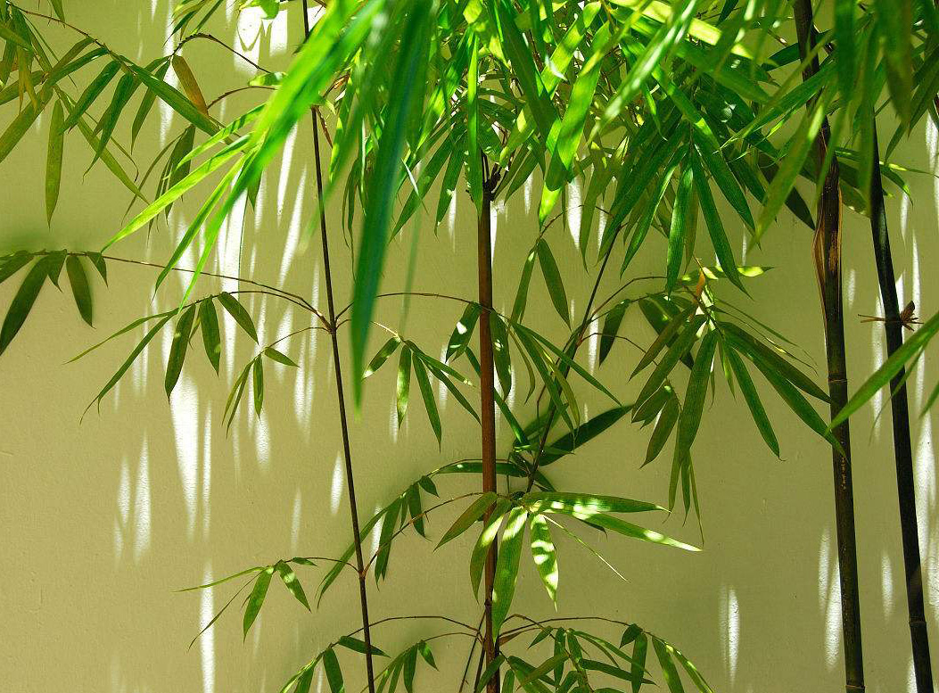 Store transfer page (please contact the parents who want to transfer)