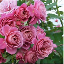 Balcony rose flower seedlings sunflower Sun Moon micro-fragrant shrubs multi-headed rose Four Seasons flowering potted green plants