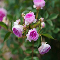 Rose flower Maggie Aunt Potted European Moon Balcony