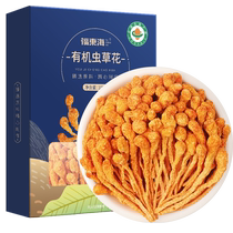 Fudonghai Organic Cordyceps Flower Dried Goods Premium Non-Wild Milk Fragrance Big Spore Head Xinhui Spore Head Cordyceps Militaris Gift