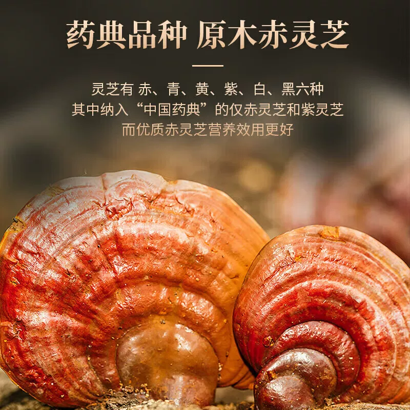 Бренд Ganzhi Yi сломанный порошок спор Ganoderma использован во внутреннем дворе Beijing Tongrentang для повышения иммунитета в флагманском магазине настоящей сильной иммунной защиты