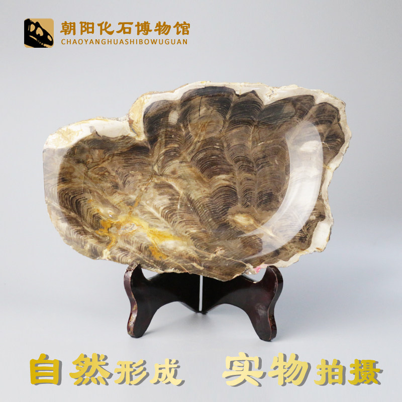 Liaoxi natural tree fossils, ashtray ornaments, paleontological trees, jade rough stones, phoenix stones, silicified wood fossils