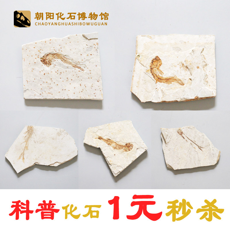 Value-added Liaoxi hot sell paleontological wolffin fish fossil children science teaching rough specimen fragments