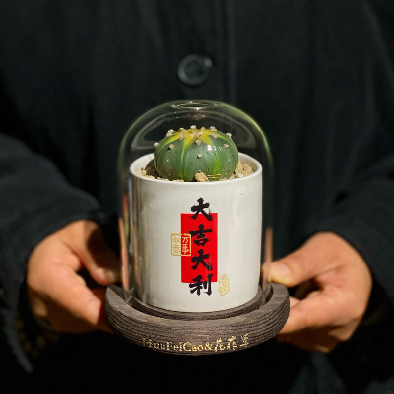 大猫园艺小店