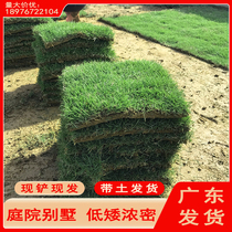 Guangdong turf belt soil real lawn greening Manila grass Taiwan grass courtyard project easy-to-live large-leaf oil lawn