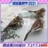 Simulation sparrow colorful feathers bird props bird cage decoration Fake bird photography decoration bird Tanabata bird