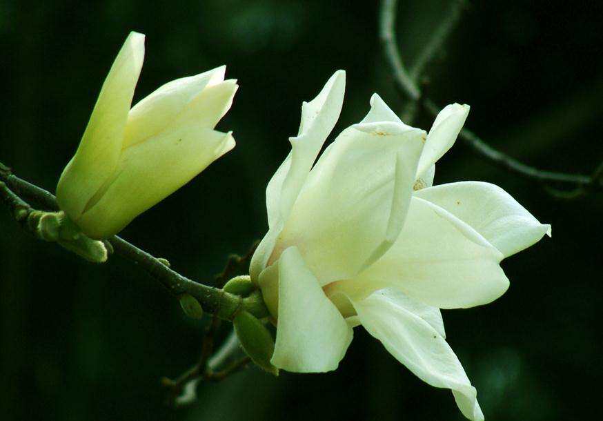 室內香花植物 你知道幾種 淘寶海外