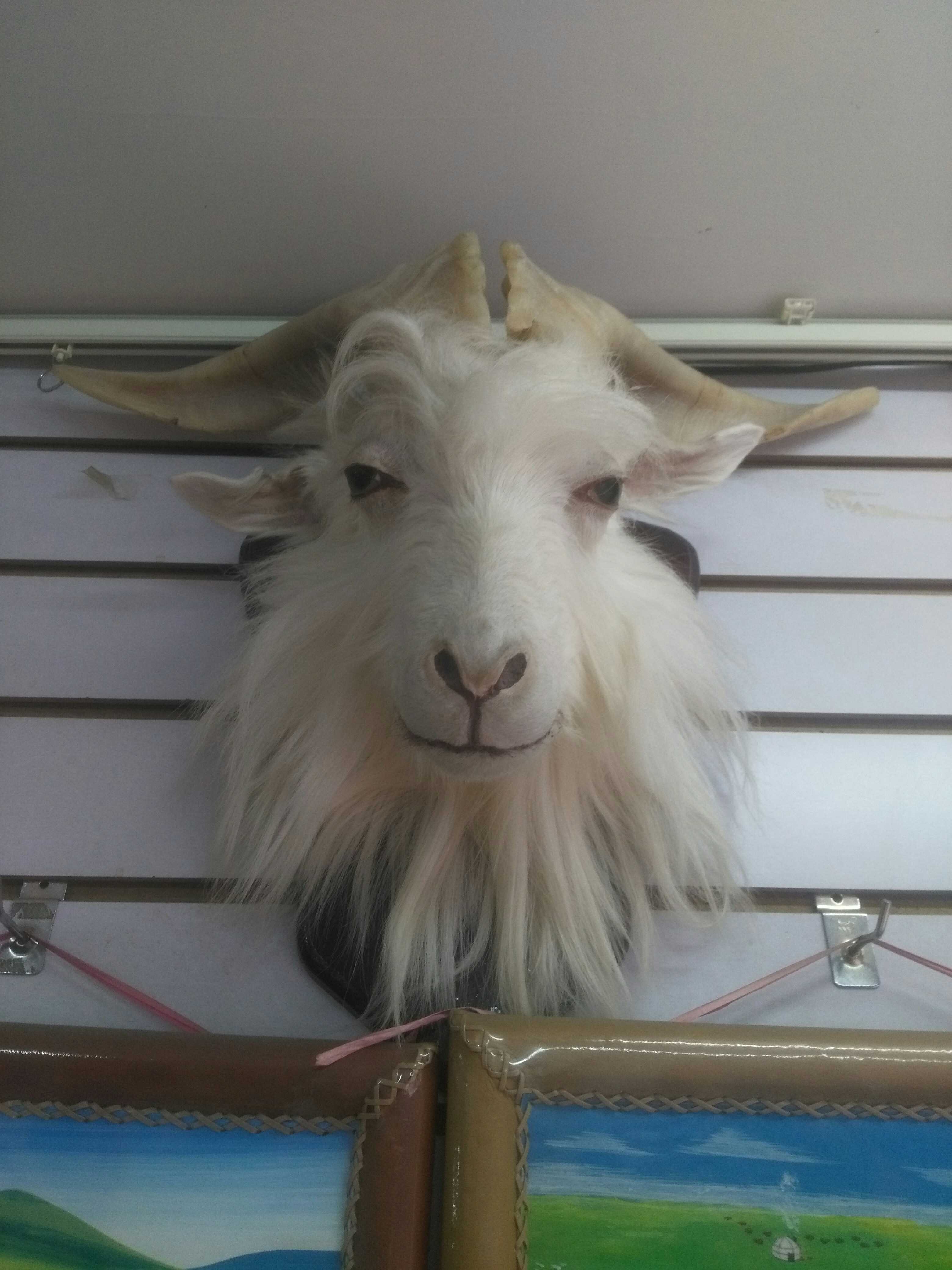 Real wool sheep head specimen real sheep horn Inner Mongolia craft gift decoration yurt decoration pendant pendant pendant pendant