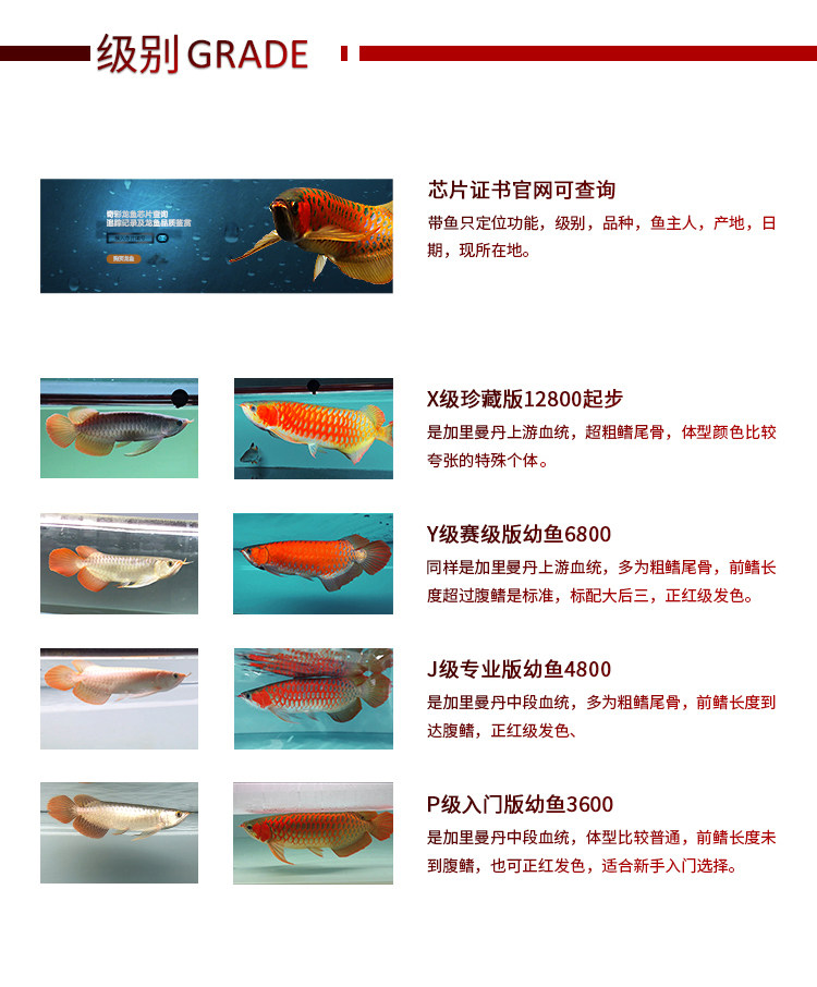 龙鱼活体印尼红龙鱼观赏鱼幼鱼热带鱼大型活体鱼红龙鱼金龙鱼活鱼 detail 10