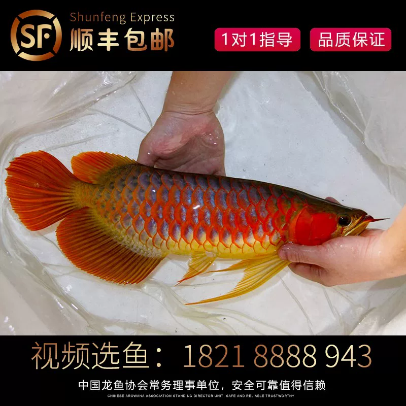 龙鱼活体印尼红龙鱼观赏鱼幼鱼热带鱼大型活体鱼红龙鱼金龙鱼活鱼 detail 6