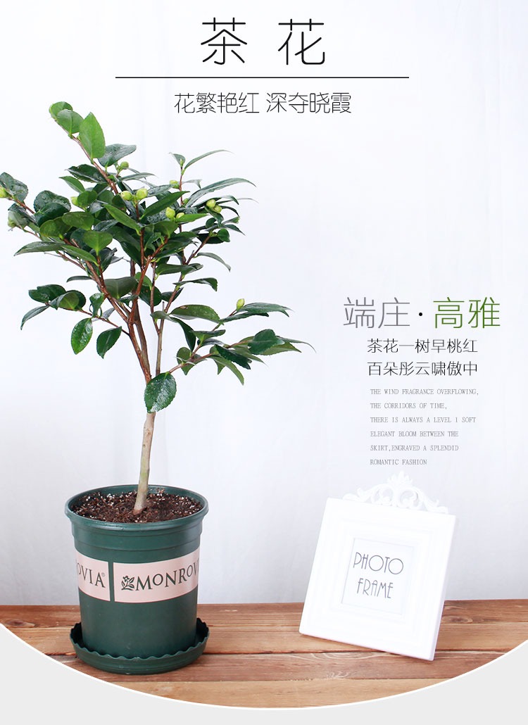 Camellia flower seedlings hardy potted flowers color wining a tree saplings four seasons flower flower flower the plants indoors