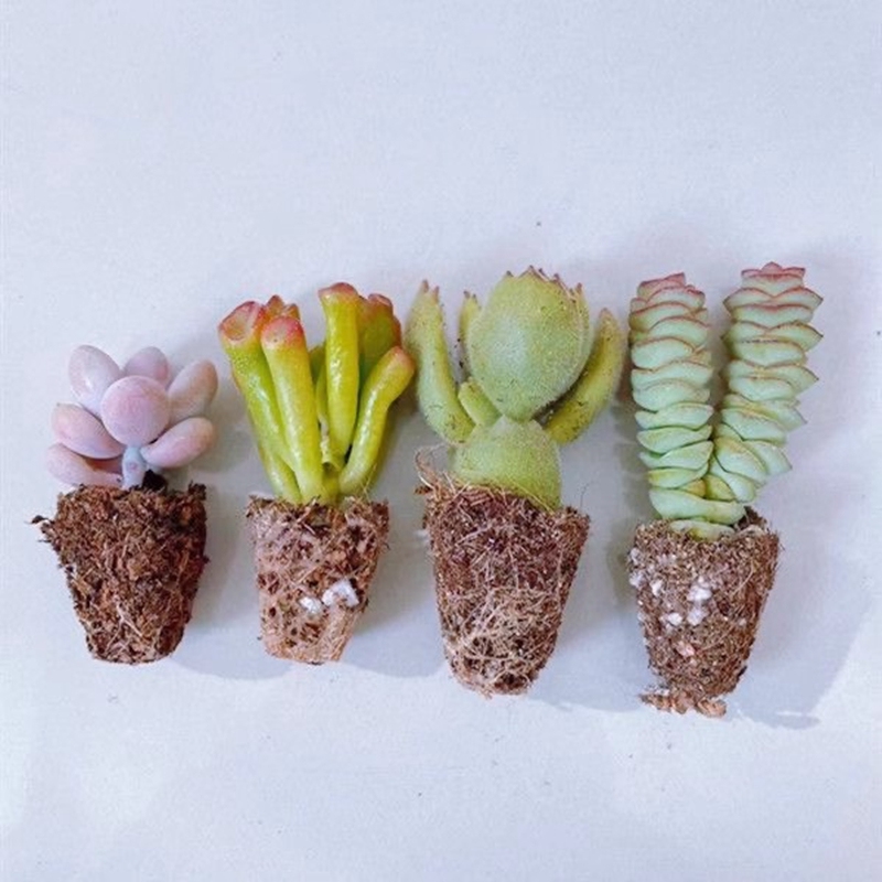 Succulent Plants: Peach Egg, Money Tree, Money String, Bear's Blood Plant. Beginner's Set. Easy-To-Care-For Indoor Desktop Green Plants