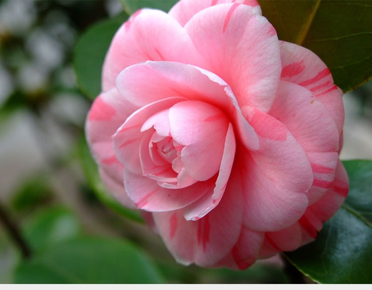 Camellia flower seedlings hardy potted flowers color wining a tree saplings four seasons flower flower flower the plants indoors