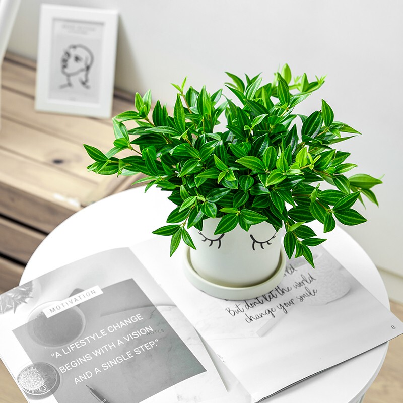 Diamond Jade Hanging Orchid Indoor Plant, a Green Plant Next to the Tv Cabinet at Home, Easy to Maintain, Evergreen All Year Round, and Easy to Survive