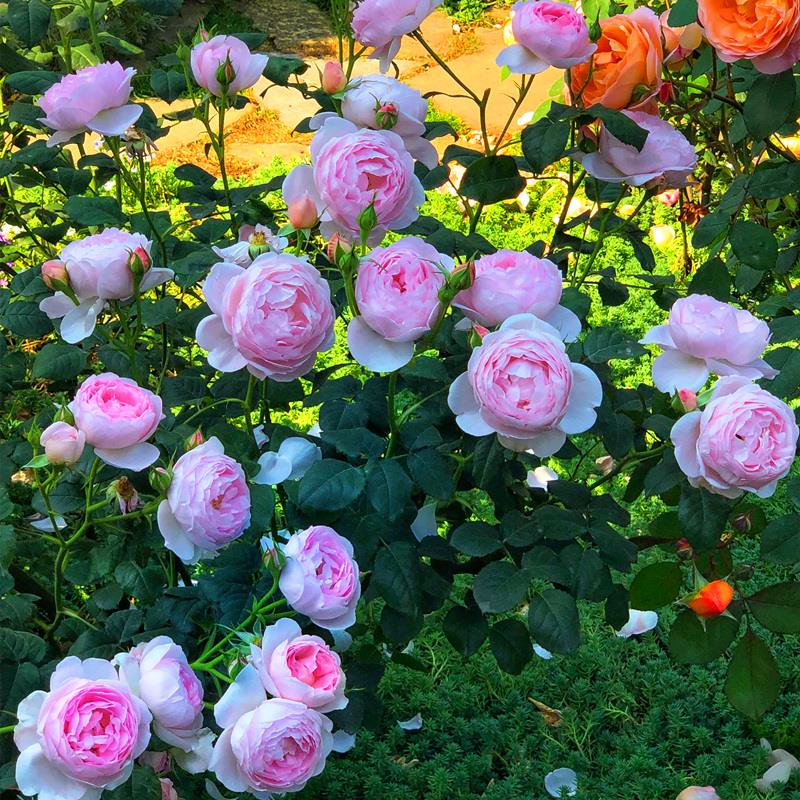 Island of Wands Strong-Flowering Large Shrub Rose Flower Seedlings, Abundant Blooms, Heat-Resistant, Multi-Head, Suitable for Indoor and Outdoor Balcony Flowers