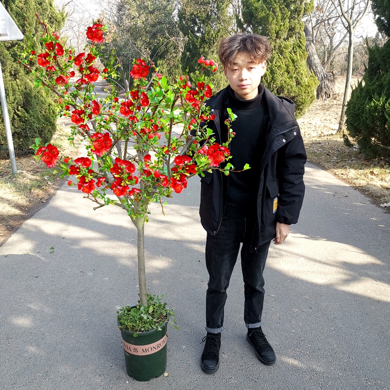 Weeping Crabapple Tree Seedlings for Garden Landscaping, North American Crabapple Potted Plants, Ground Planting, All-Season Planting, Hardy Plants