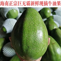 Authentic Hainan local Big Mac avocado fresh and freshly picked supplementary food for pregnant women and babies avocado 5 pounds large fruit