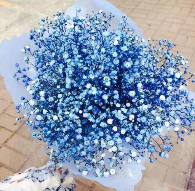 鲜花养不活,就养几株“干花”,久不褪色1