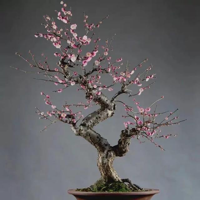 我国十大香花,家里养一盆,满室生香9