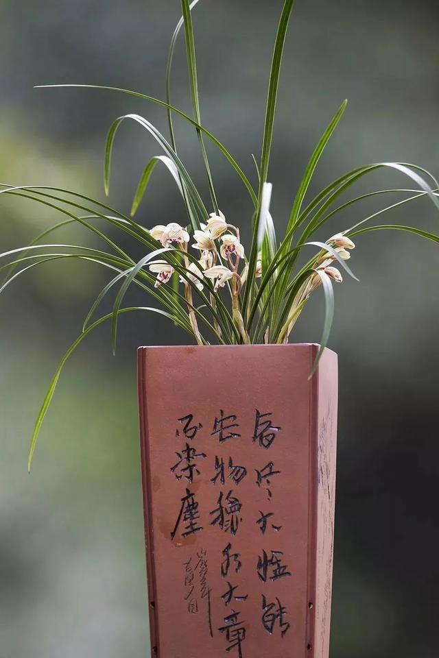 我国十大香花,家里养一盆,满室生香16