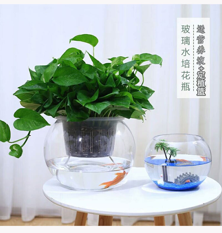 Bình thủy canh thủy tinh bể cá thủy tinh hoa hồng xanh bình gửi gửi trồng giỏ nước nuôi trồng dụng cụ trồng bình hoa đơn giản - Vase / Bồn hoa & Kệ những bình hoa đẹp