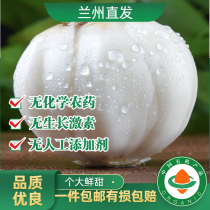 Lanzhou fresh sweet lily newly dug two-headed emperor lily fresh edible Gansu non-raw dried lily special product