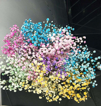 Yunnan Kunming flowers straight batch of base straight to the full Star flowers Fresh ten million Stars Home Water to raise a Za