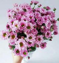 Yunnan Kunming flowers direct batch of small chrysanthemum flowers with small daisy mini-daisy mini-chrysanthemum flower family flower-flower couriers straight up