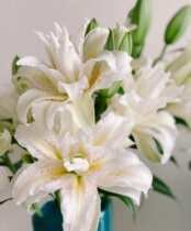The old kings family white laffi lilies.