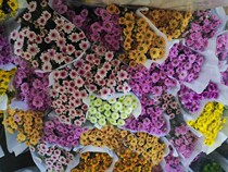 The little daisy is two zaza single and one cant be shipped.