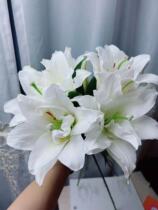 Heavy Petal Sweetheart princess bulls 3 more 12 Dove