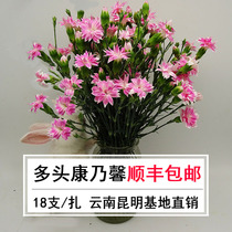 Multi-head carnation flower flowers base Yunnan Kunming straight hair home bottle flower arrangement A fresh cut flower courier