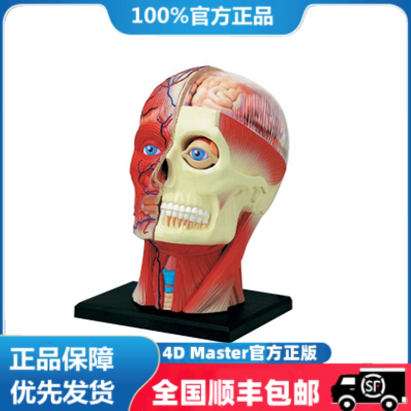 正版 现货 4D MASTER益智拼装玩具 人体头部肌肉神经器官解剖模型