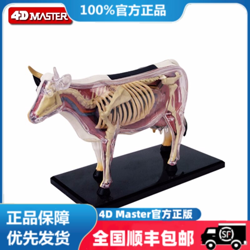 4D Master益智拼装玩具仿真动物生物奶牛器官解剖医学用教学模型