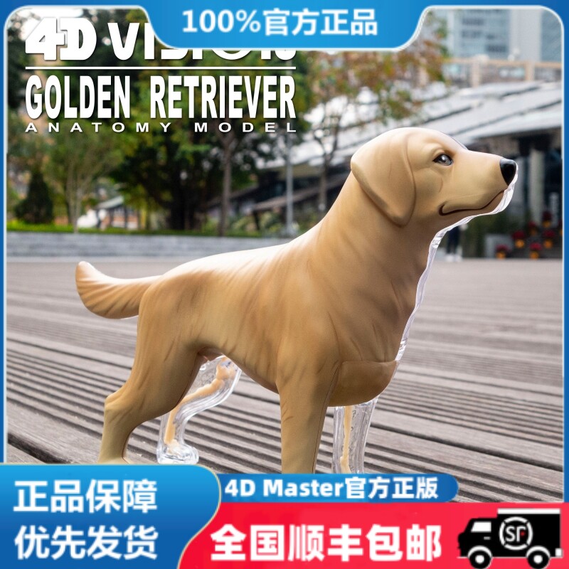 4D MASTER金毛寻回犬狗内脏器官骨骼解剖模型动物教学拼装玩具