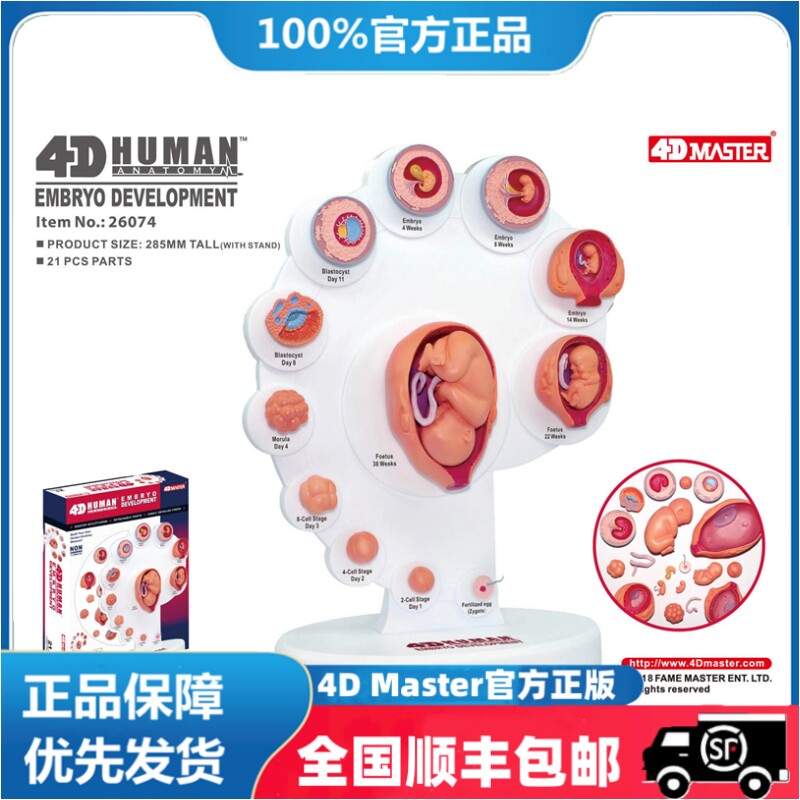 正版 4D Master益智拼装玩具人体胎儿成长器官解剖模型医学教学用