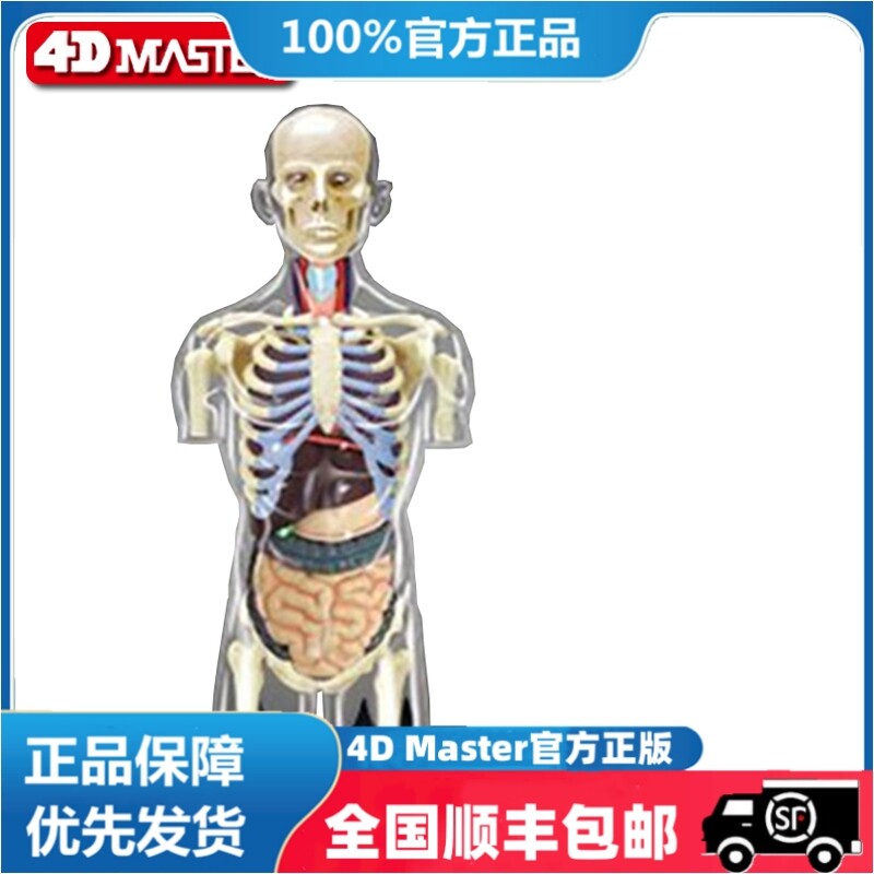 正版 现货  4D MASTER 拼装玩具 1：6 人体半身内脏器官解剖模型